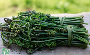 蕨菜能吃嗎？蕨菜可以吃嗎？