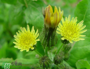 苦菜什么時候有？苦菜幾月份有？