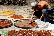桃膠有農(nóng)藥嗎？怎么去除桃膠的農(nóng)藥？