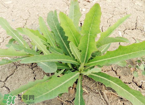 苦菜什么人不能吃？什么體質(zhì)不宜吃苦菜？