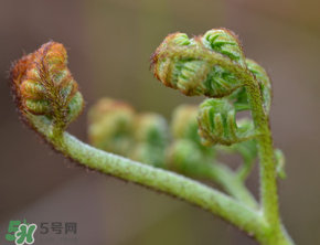 吃蕨菜會過敏嗎？皮膚過敏能吃蕨菜嗎？