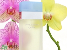 dolce gabanna香水哪款好聞？DG杜嘉班納香水推薦