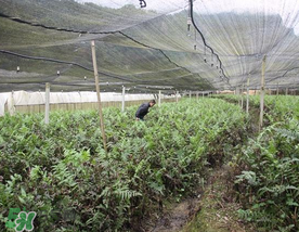 蕨菜可以種植嗎？蕨菜怎么種植？