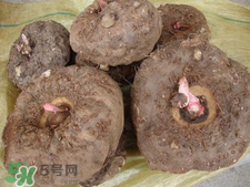 魔芋什么味道？怎么去除魔芋味道？