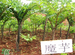 魔芋什么味道？怎么去除魔芋味道？