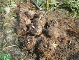 魔芋什么時(shí)候種植？魔芋怎么種植技術(shù)？