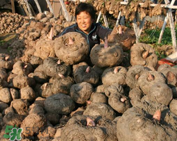 魔芋什么時(shí)候種植？魔芋怎么種植技術(shù)？