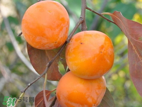 柿子什么季節(jié)成熟？柿子什么時(shí)候吃最好？