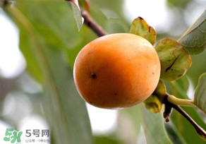 柿子為什么會澀？柿子怎么吃不澀？