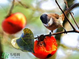 柿子為什么會黑？柿子為什么凍完發(fā)黑？