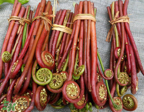 蕨菜是發(fā)物嗎？蕨菜是不是發(fā)物嗎？