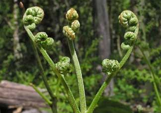 野生蕨菜多少錢一斤？蕨菜多少錢一斤？