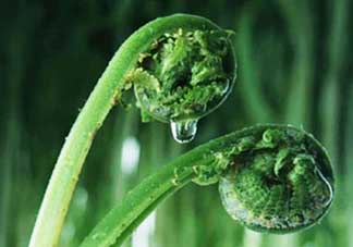 吃蕨菜會(huì)過敏嗎？皮膚過敏能吃蕨菜嗎？