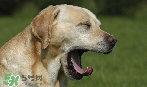 打哈欠會(huì)傳染嗎？打哈欠會(huì)不會(huì)傳染