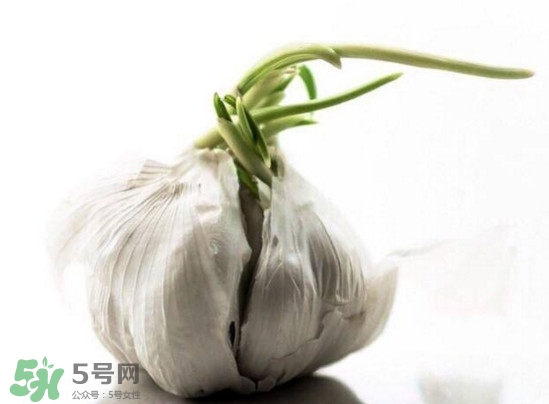 發(fā)芽的大蒜能吃嗎？發(fā)芽的大蒜能不能吃