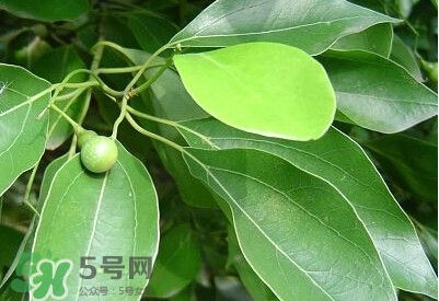 香樟樹(shù)的香味有害嗎？香樟樹(shù)的香味有沒(méi)有害