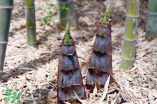 春筍上市如何買到鮮美竹筍？新鮮春筍怎么挑？