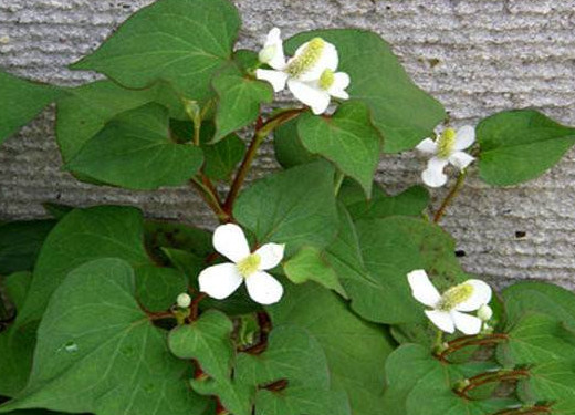 蕺菜怎么念？蕺菜怎么讀