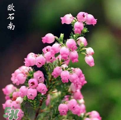 石楠花可以吃嗎？石楠花花語(yǔ)