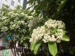 石楠花可以吃嗎？石楠花花語(yǔ)