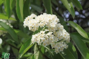 石楠花可以吃嗎？石楠花花語(yǔ)
