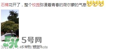 為什么學校要種石楠花？石楠花的味道為什么這么銷魂？