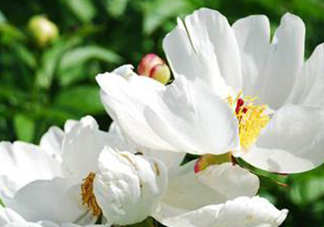 白芍可以美白嗎？白芍怎么美白？