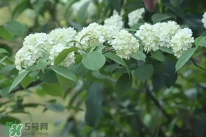 為什么學校要種石楠花？石楠花的味道為什么這么銷魂？