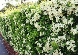 石楠花可以吃嗎？石楠花花語