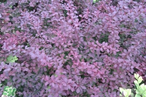 石楠花可以吃嗎？石楠花花語(yǔ)