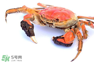 五月份可以吃螃蟹嗎？5月份可以吃螃蟹嗎？