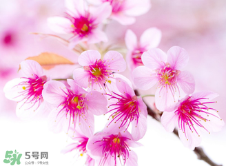 五月份還有櫻花嗎？日本5月份還有櫻花嗎？