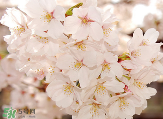 五月份還有櫻花嗎？日本5月份還有櫻花嗎？