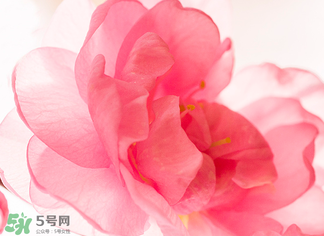 五月份還有櫻花嗎？日本5月份還有櫻花嗎？