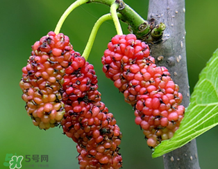桑葚什么時(shí)候結(jié)果？桑葚幾年結(jié)果？