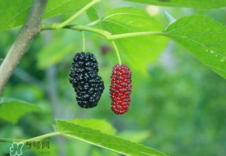 桑葚什么時(shí)候結(jié)果？桑葚幾年結(jié)果？
