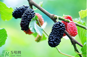 哪些人不能吃桑葚？桑葚什么人不能吃？