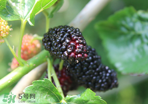 哪些人不能吃桑葚？桑葚什么人不能吃？