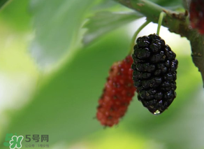 哪些人不能吃桑葚？桑葚什么人不能吃？
