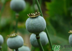 罌粟苗能當(dāng)菜吃嗎？罌粟苗可以當(dāng)菜吃嗎？