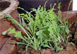 罌粟苗能當(dāng)菜吃嗎？罌粟苗可以當(dāng)菜吃嗎？