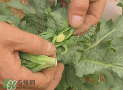 大煙苗能吃嗎？大煙苗能生吃嗎？