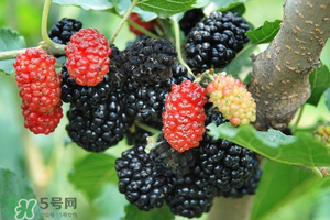 桑葚酸嗎？桑葚為什么酸？