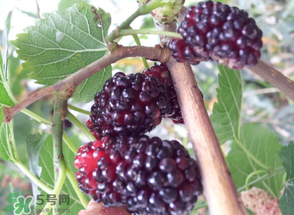桑葚發(fā)霉了還能吃嗎？桑葚發(fā)霉了還能泡酒嗎？