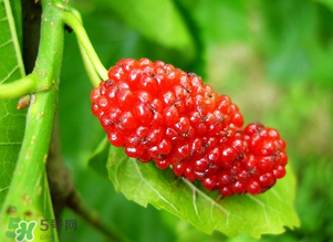 桑葚變紅了可以吃嗎？桑葚發(fā)紅可以吃嗎？