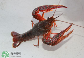 四月份能釣龍蝦嗎？4月份能釣龍蝦嗎？