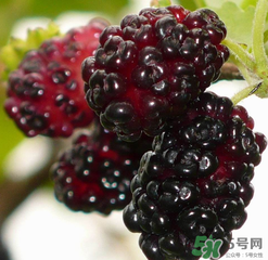 桑葚不甜怎么辦？桑葚不甜怎么變甜？