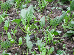 4月份可以種菠菜嗎？菠菜幾月份種？