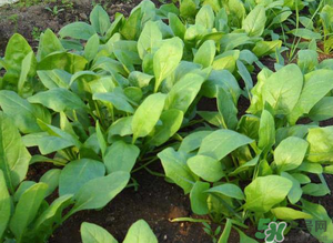 4月份可以種菠菜嗎？菠菜幾月份種？