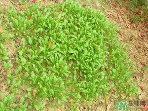 4月份可以種菠菜嗎？菠菜幾月份種？
